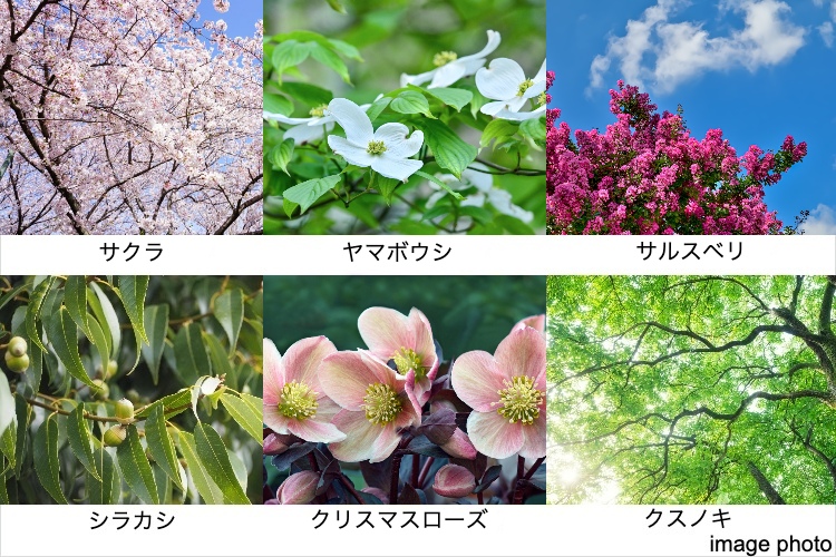 シティタワー葵の植栽イメージ画像